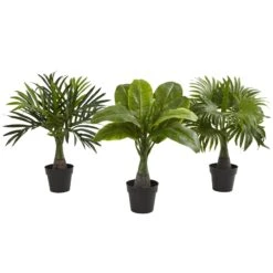 Areca, Fountain & Banana Palm (Set Of 3)