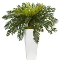 Cycas In White Planter
